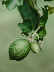 images